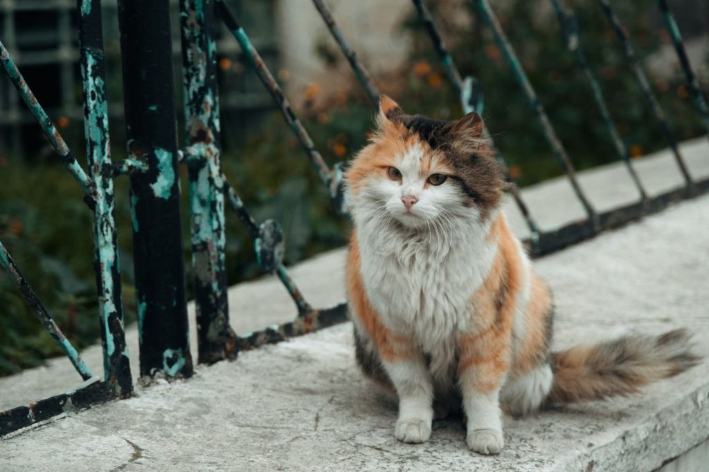 A cute calico cat sitting by a rusty fence, exuding charm and curiosity.