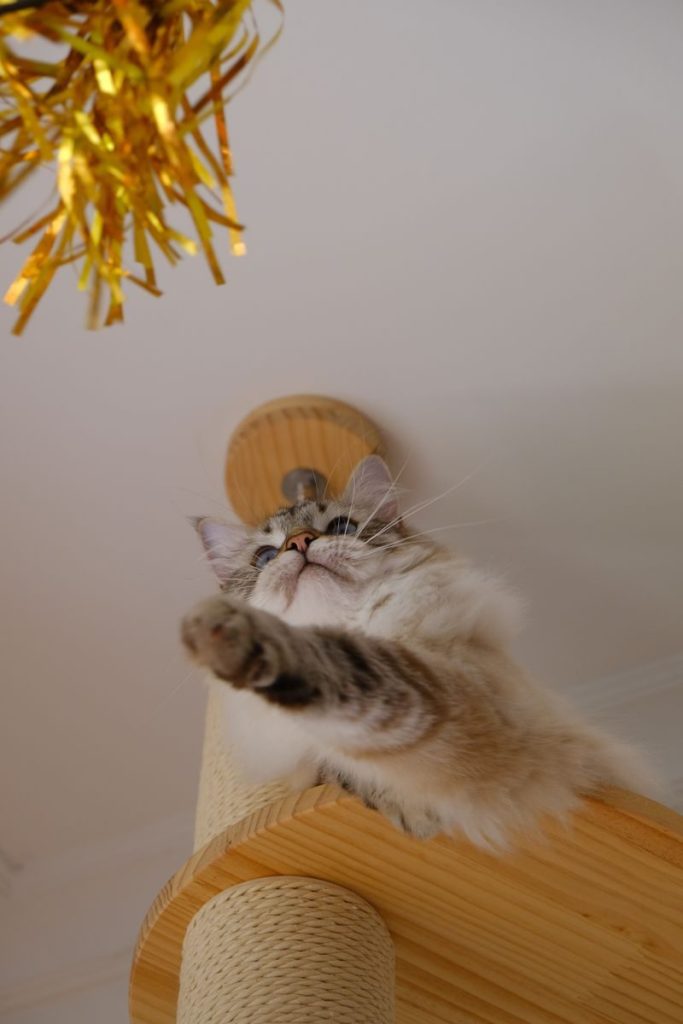A fluffy cat playfully reaches for a hanging decoration on a scratching post.