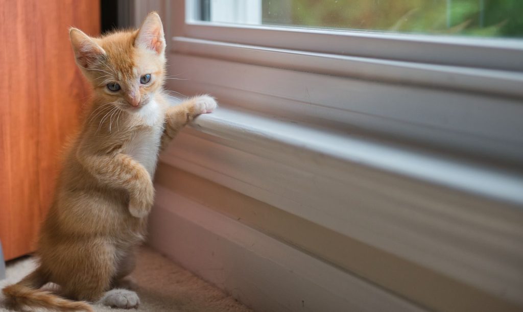 A cute ginger kitten stands curiously by a window indoors, exploring its surroundings.