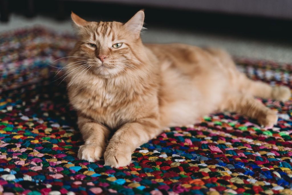 Charming orange tabby cat lounging comfortably on a colorful woven rug indoors.