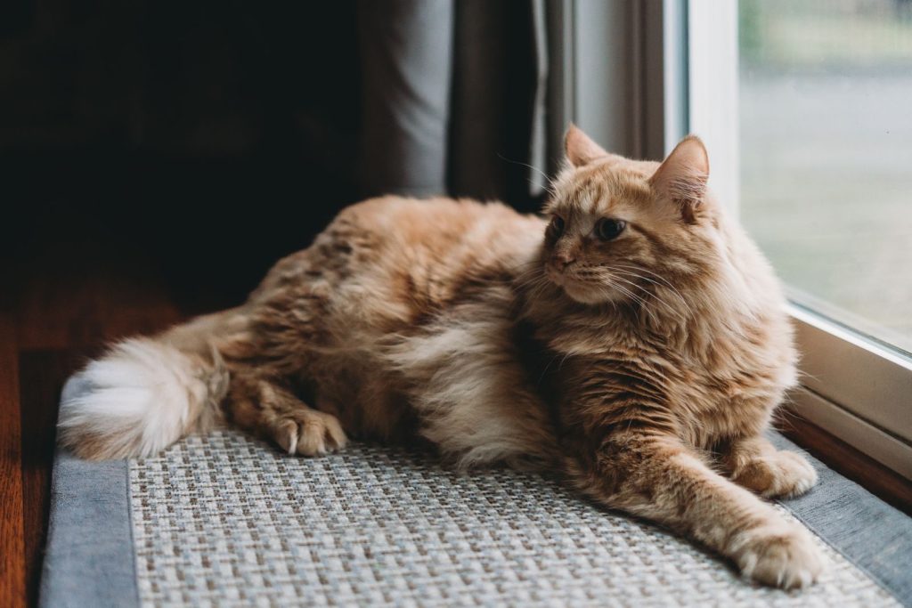 Charming ginger cat relaxing on a windowsill, basking in soft indoor light.
