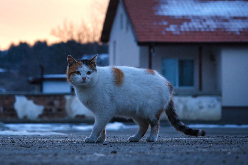 A white and brown cat walking on a paved path near a house in a winter setting.