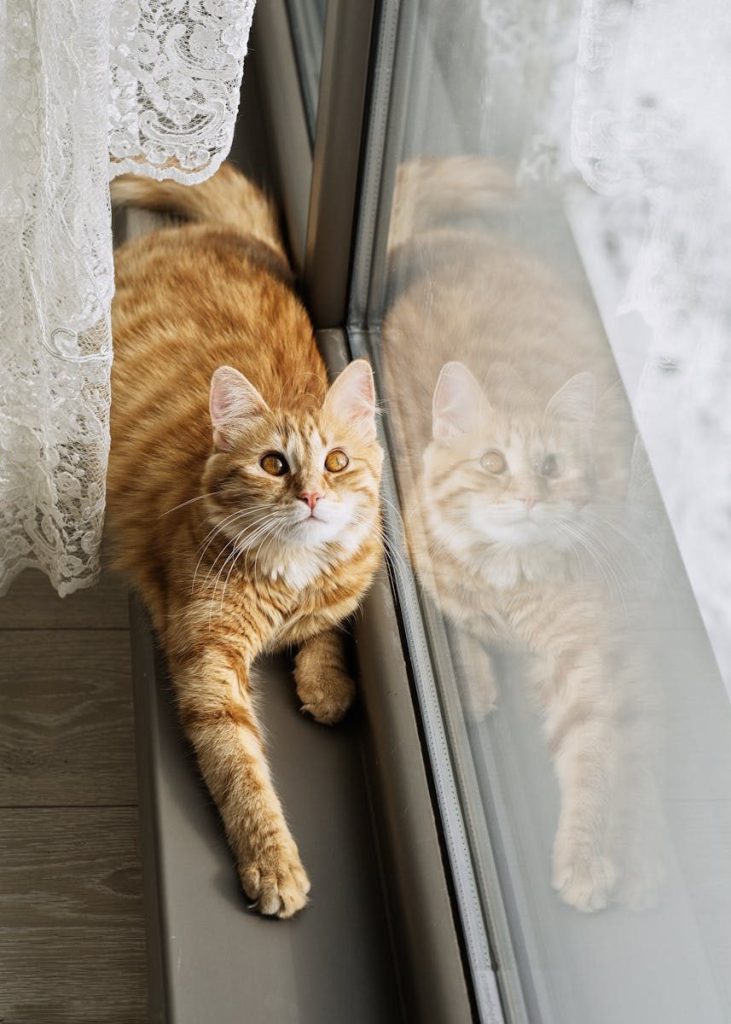Adorable ginger tabby cat looking outside from a window sill, showcasing its curiosity.