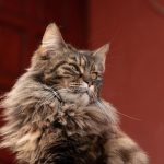 Close-up of a Maine Coon cat with fluffy fur and a majestic look.