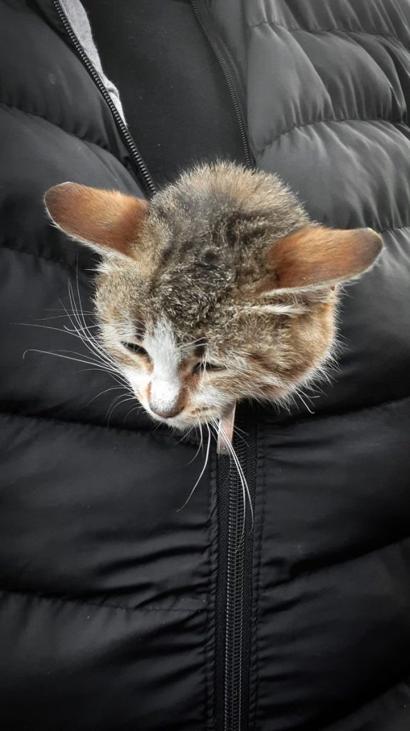 A close-up of a kitten's head peeking out from a zipped jacket, conveying warmth and comfort.