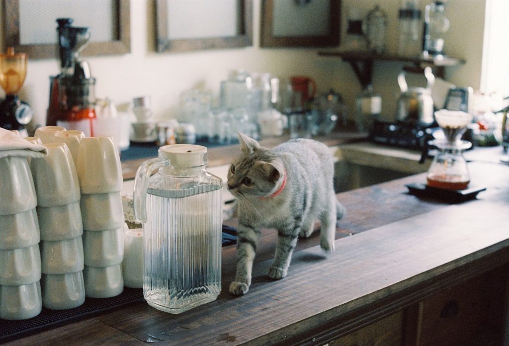 A curious cat on a kitchen counter surrounded by stacked cups and a pitcher, creating a cozy and playful atmosphere.