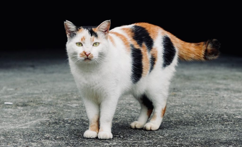 A calico cat with unique fur patterns stands on a pavement outside.