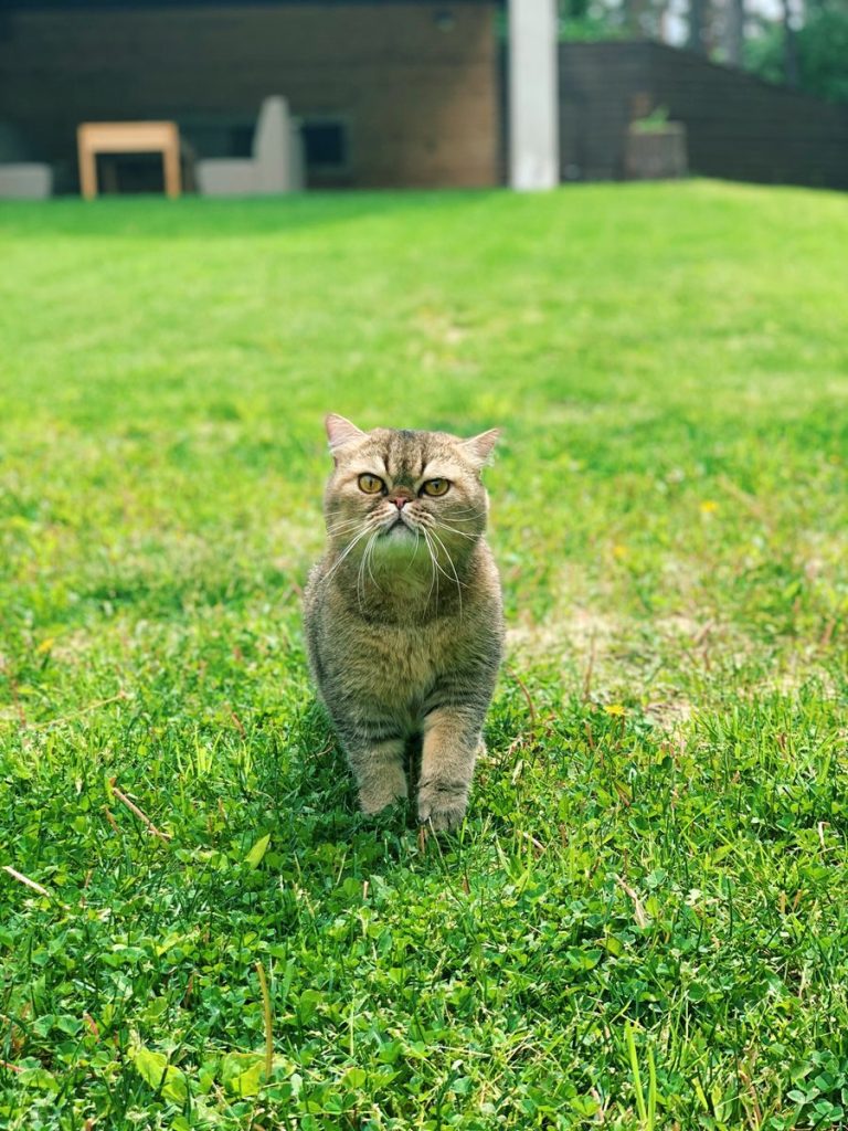 Cute domestic cat sitting on a lush green lawn in a garden during a sunny day.