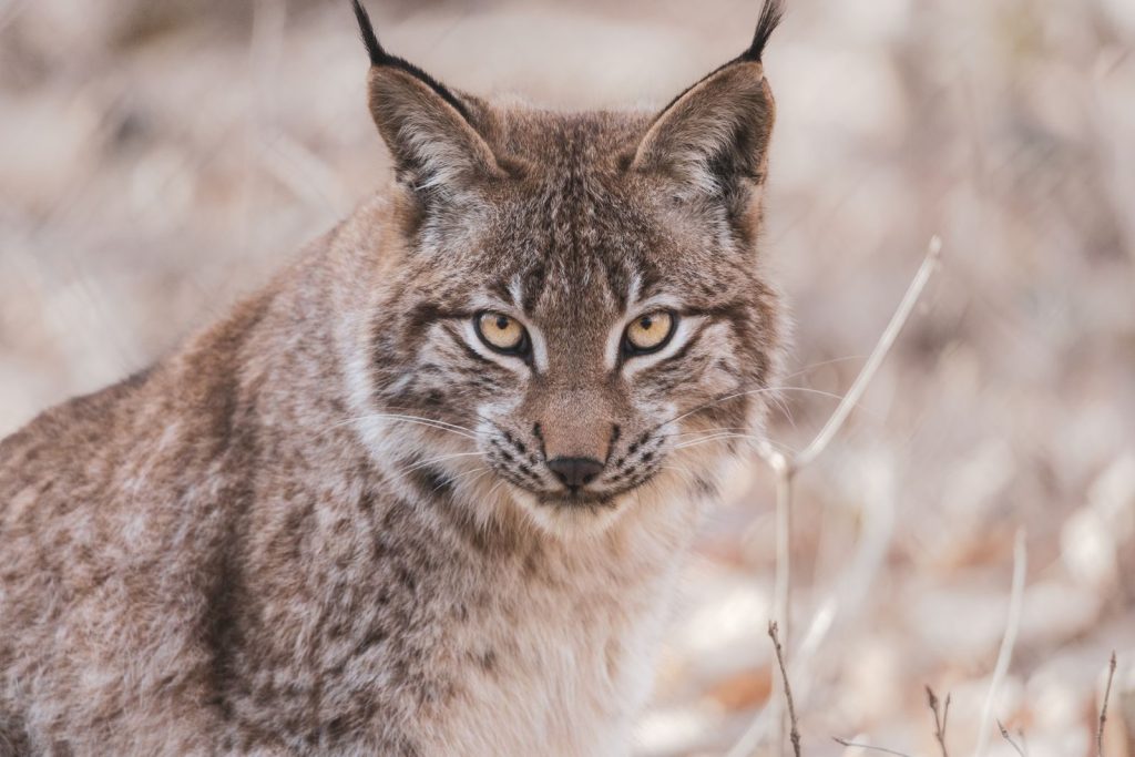 A beautiful lynx gazing intensely in its natural habitat, showcasing wildlife.