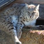 Graceful gray lynx lying on straw bed and looking away attentively in wildlife sanctuary