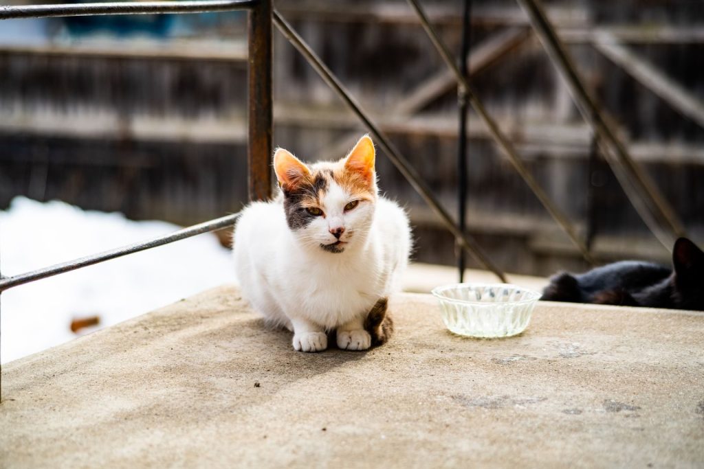 A cute calico cat perched on a porch with a glass bowl in natural daylight.