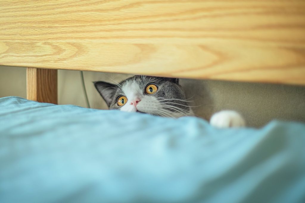 Charming image of a curious cat peeping under a bed, perfect for animal lovers.