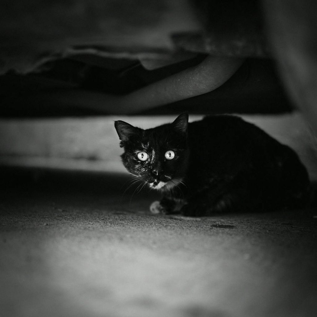 Black and white photo of a stray black cat with striking eyes hiding under a car.