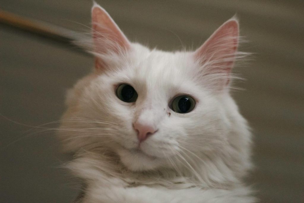 Charming close-up of a fluffy white cat with striking eyes, perfect for pet lovers.