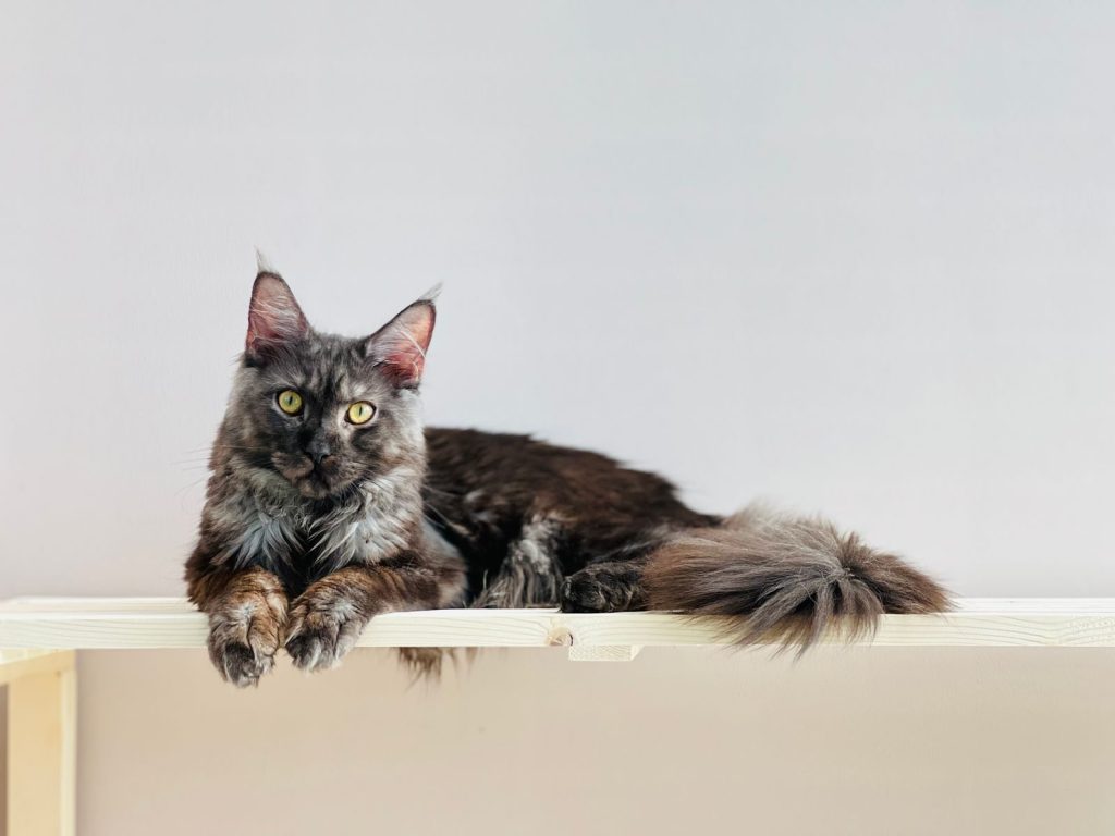 A beautiful gray Maine Coon cat lying comfortably on a wooden shelf.