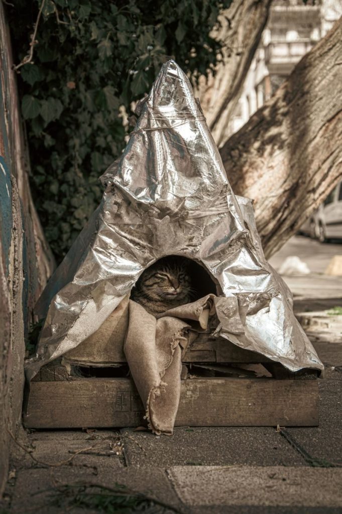 A cat rests in a makeshift urban shelter made from recycled materials.