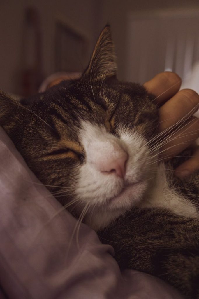 Close-up of a cat peacefully sleeping indoors, receiving a loving stroke on its head.