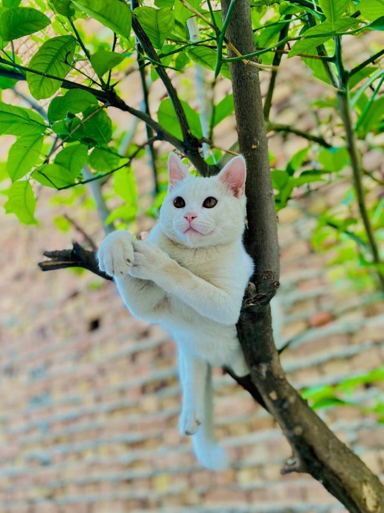A curious white cat climbing a tree amidst vibrant green leaves in a backyard.