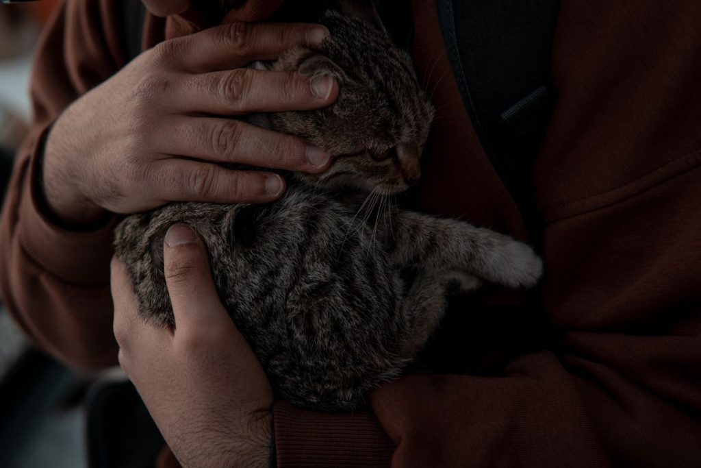 A person gently holds and comforts a tabby cat, capturing a tender and intimate moment.