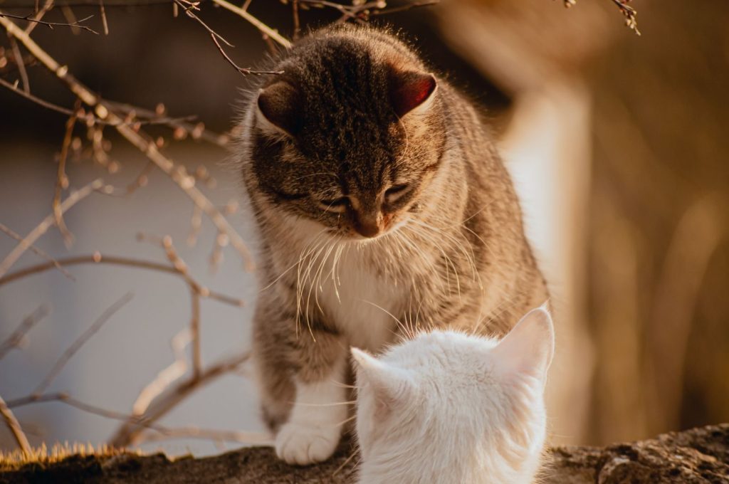 Two cats interacting outdoors, capturing a tender moment in natural light.