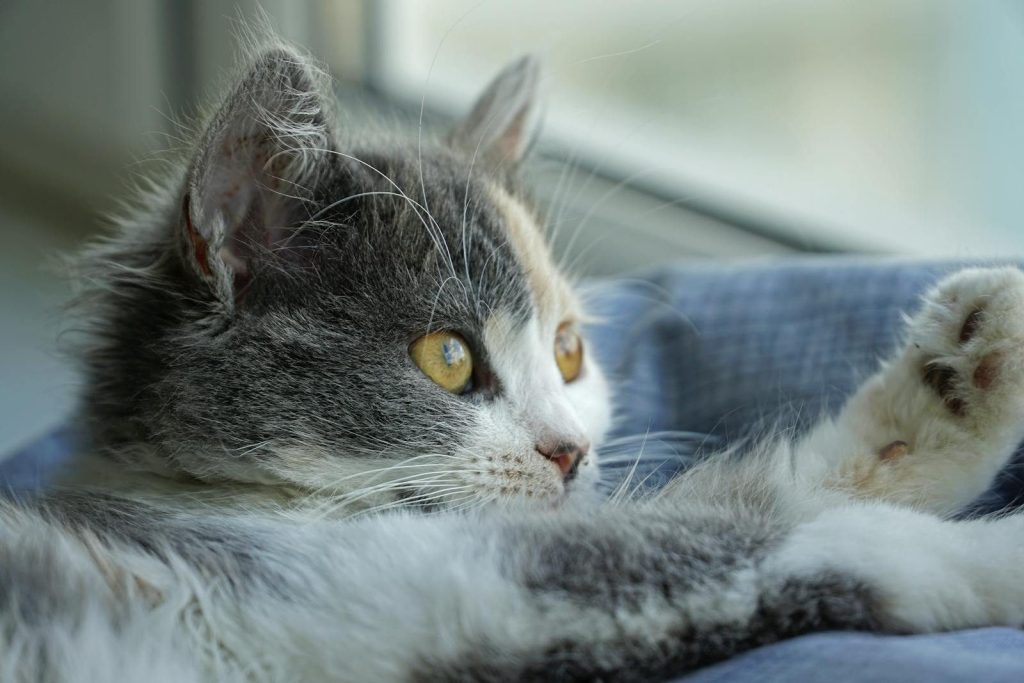 Adorable gray kitten lounging by the window, enjoying a sunny day indoors.