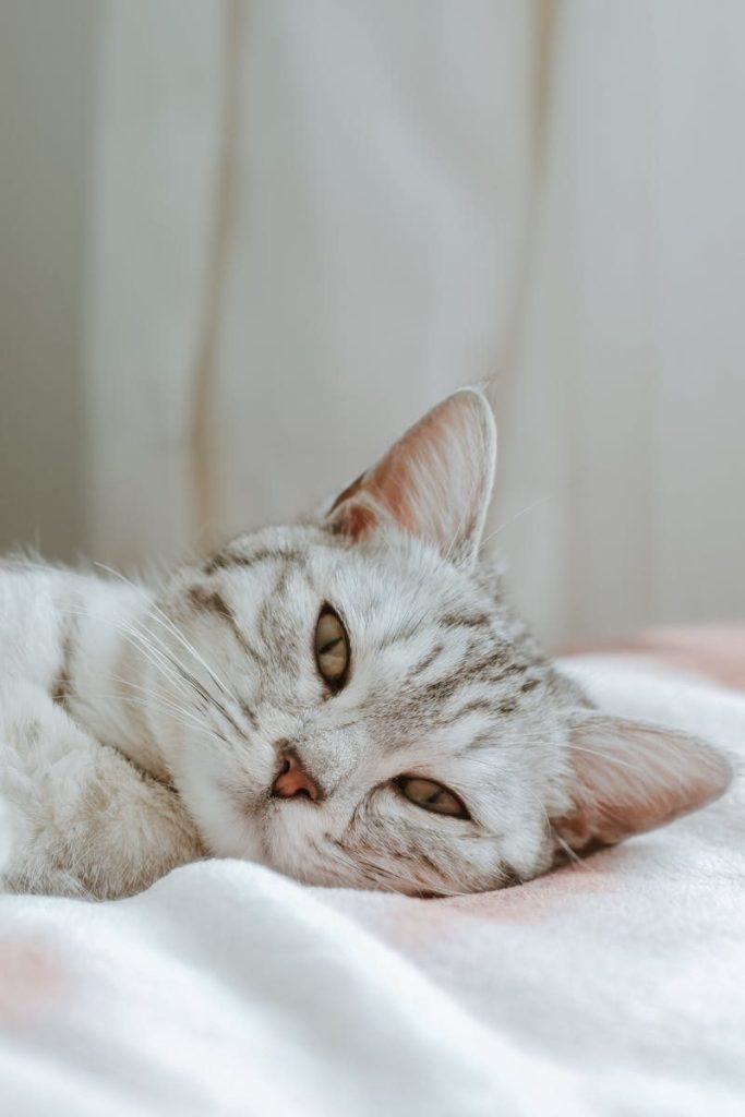 Close-up of a gray tabby cat lying on a bed indoors. Calm and relaxed atmosphere.