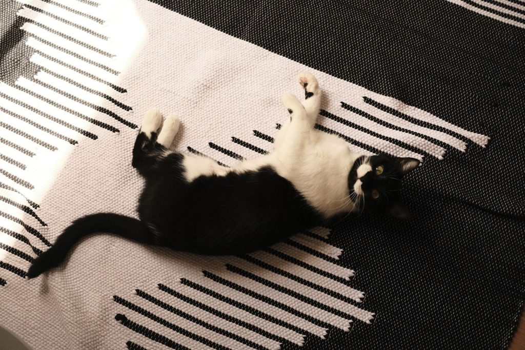 A tuxedo cat lounging on a stylish black and white rug indoors.