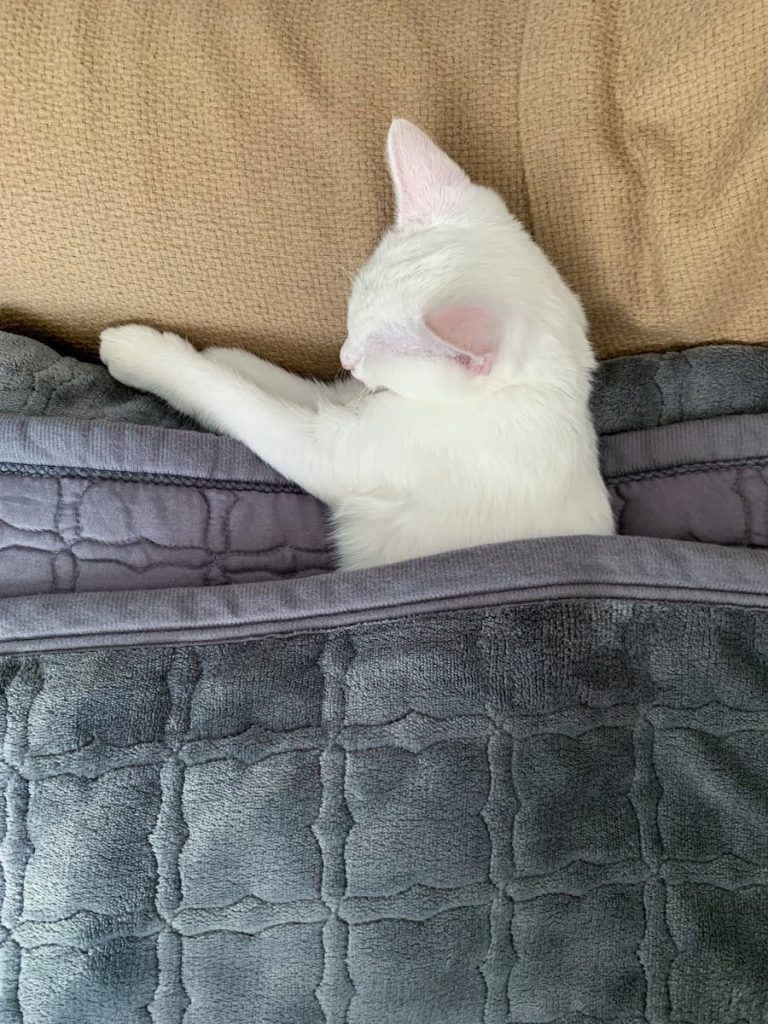 Cute white kitten sleeping comfortably under a cozy grey blanket.