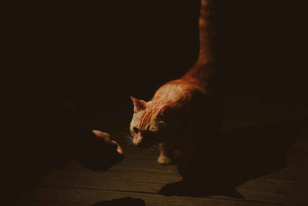 A ginger cat curiously approaches a human hand in dim, atmospheric lighting, highlighting a tender moment.