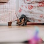 Cute Bengal kitten playfully hiding under a floral sofa inside a cozy room.