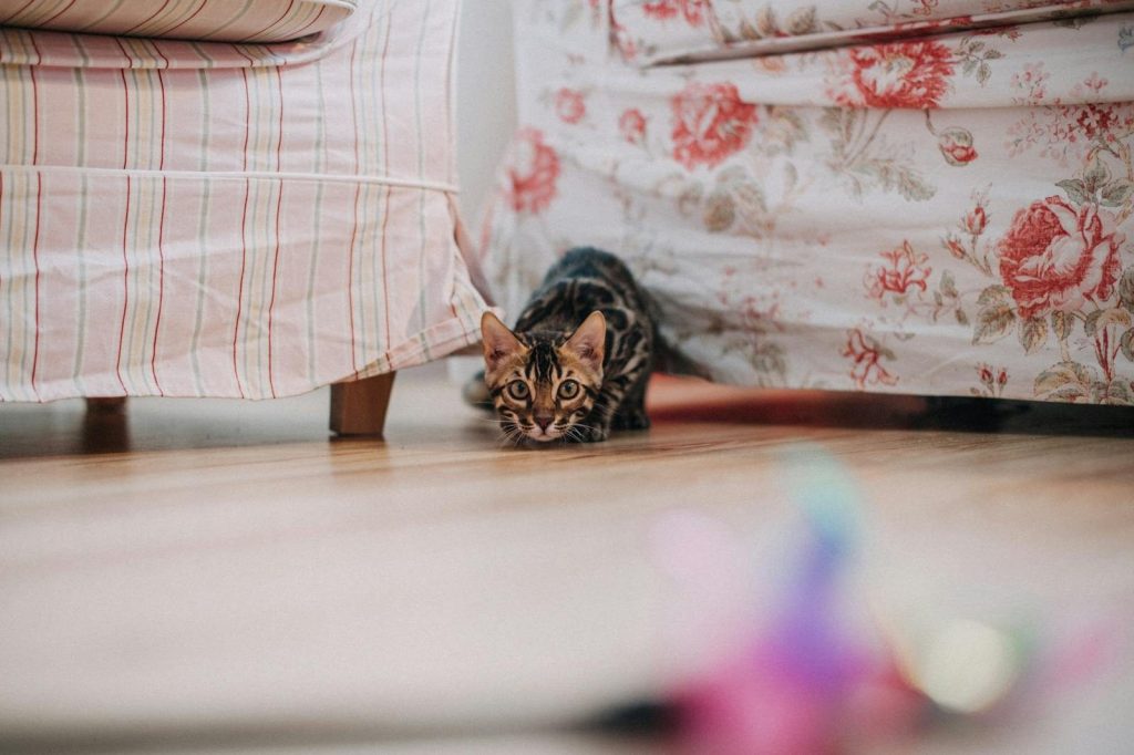 Cute Bengal kitten playfully hiding under a floral sofa inside a cozy room.
