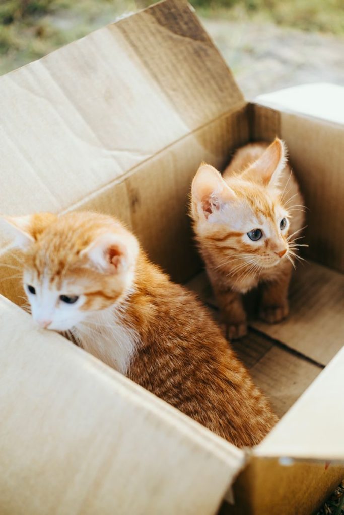 Adorable ginger kittens curiously exploring a cardboard box in an outdoor setting.