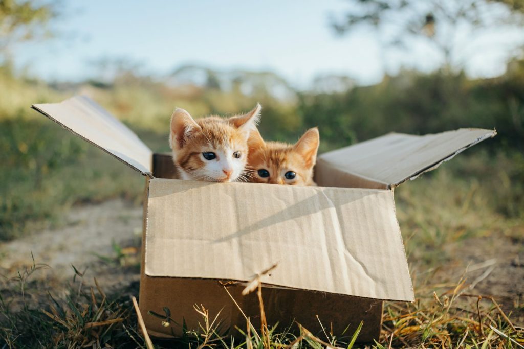 Two cute ginger kittens peek out of a cardboard box in a grassy outdoor setting. Perfect for pet lovers.
