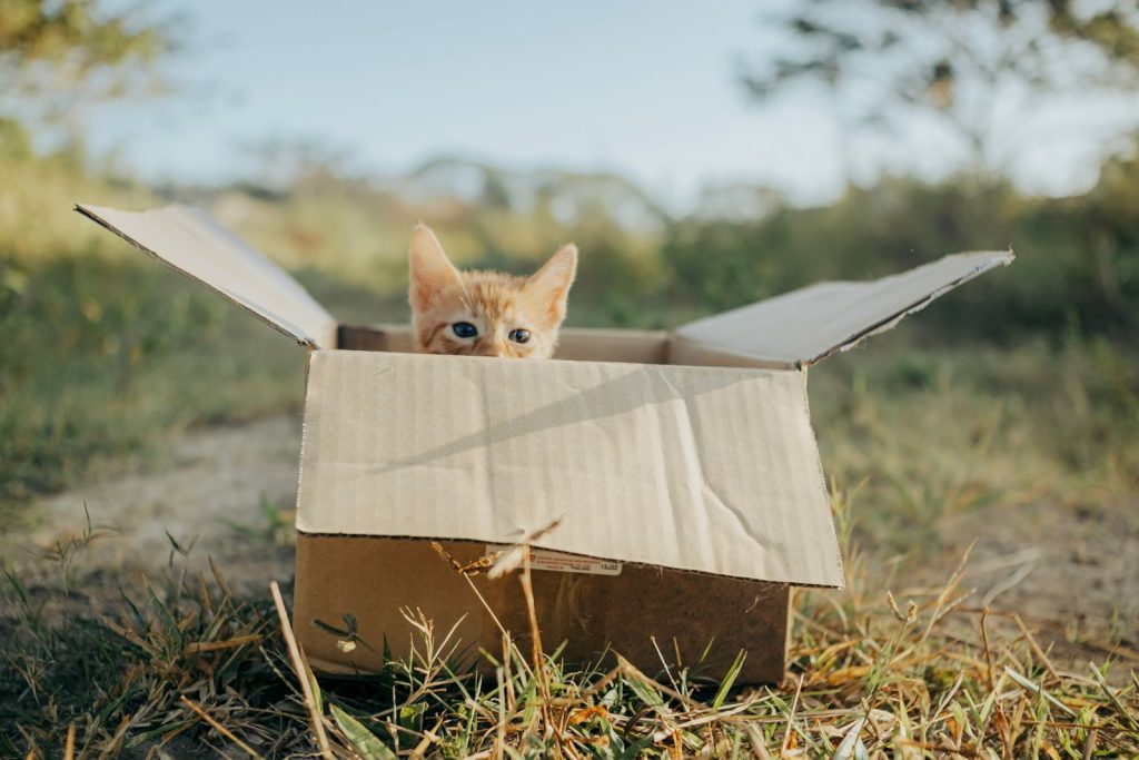Adorable kitten peeking out of a cardboard box in a grassy field, perfect for pet lovers.