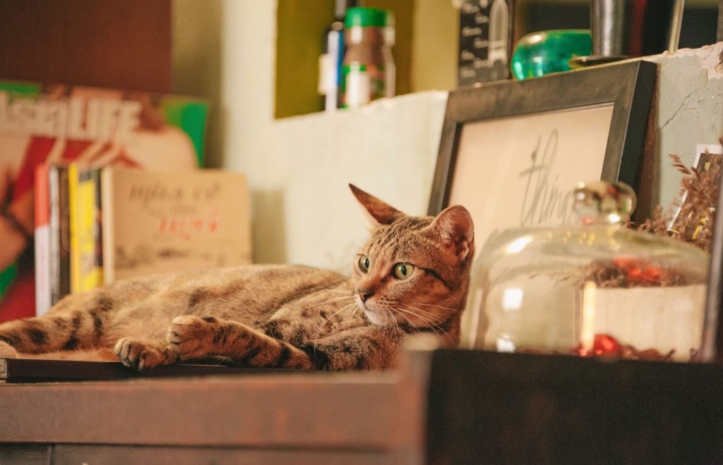 A tabby cat lounging on a cluttered bookshelf, surrounded by books and decor.
