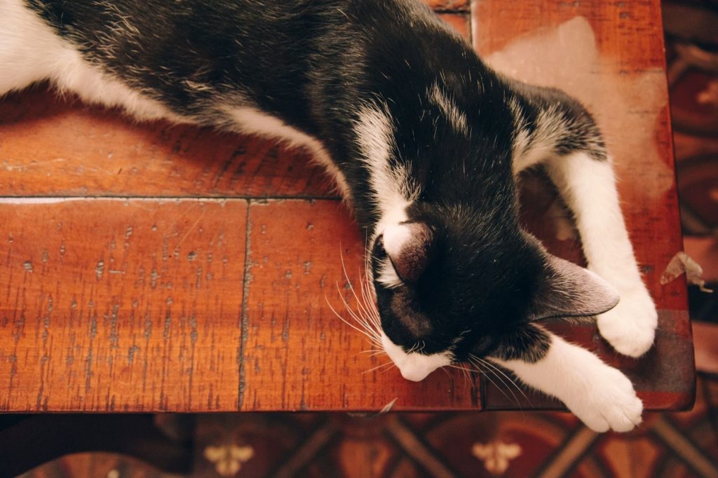 A black and white cat sleeping peacefully on a wooden surface, captured from above.