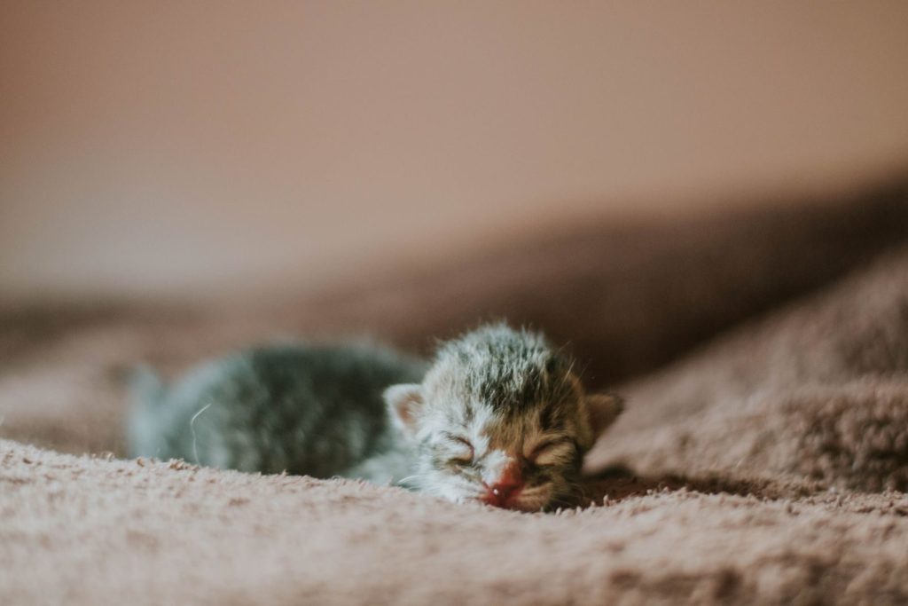 A peaceful newborn kitten sleeping on a soft brown blanket, capturing a moment of pure tranquility.