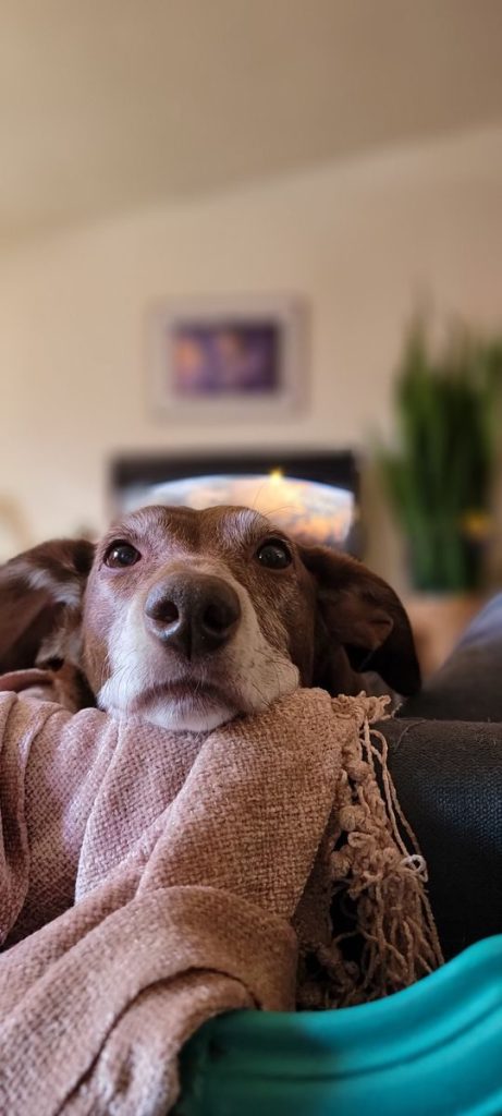 Adorable dog relaxing on couch with blanket, embodying home comfort.