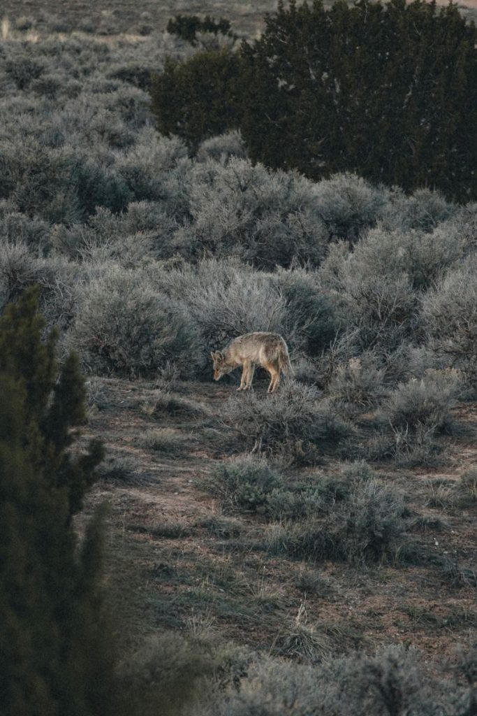 A coyote exploring a bushy, wild terrain during daytime.