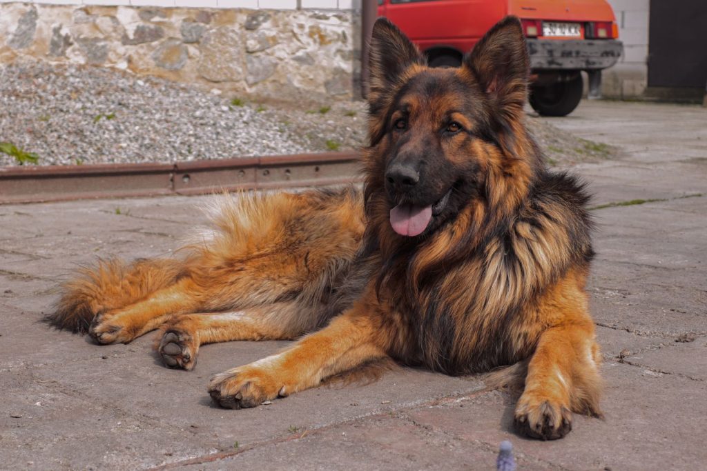 German Shepherd lying on concrete surface outdoors showing loyalty and calm demeanor.