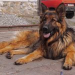 German Shepherd lying on concrete surface outdoors showing loyalty and calm demeanor.