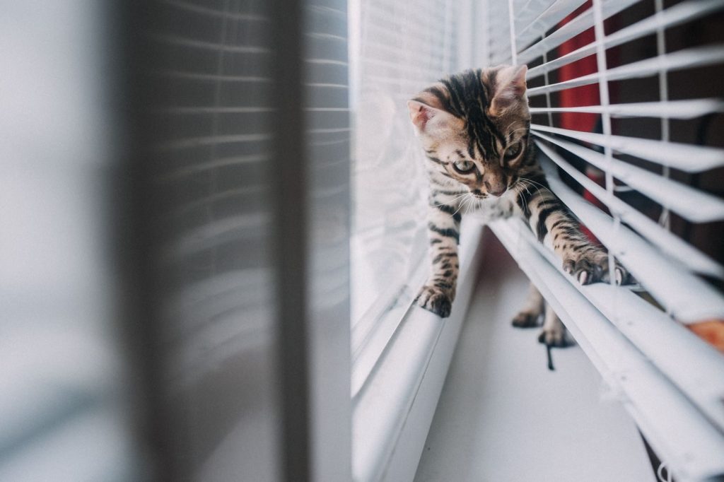 Adorable Bengal kitten playing with window blinds on a sunny windowsill.