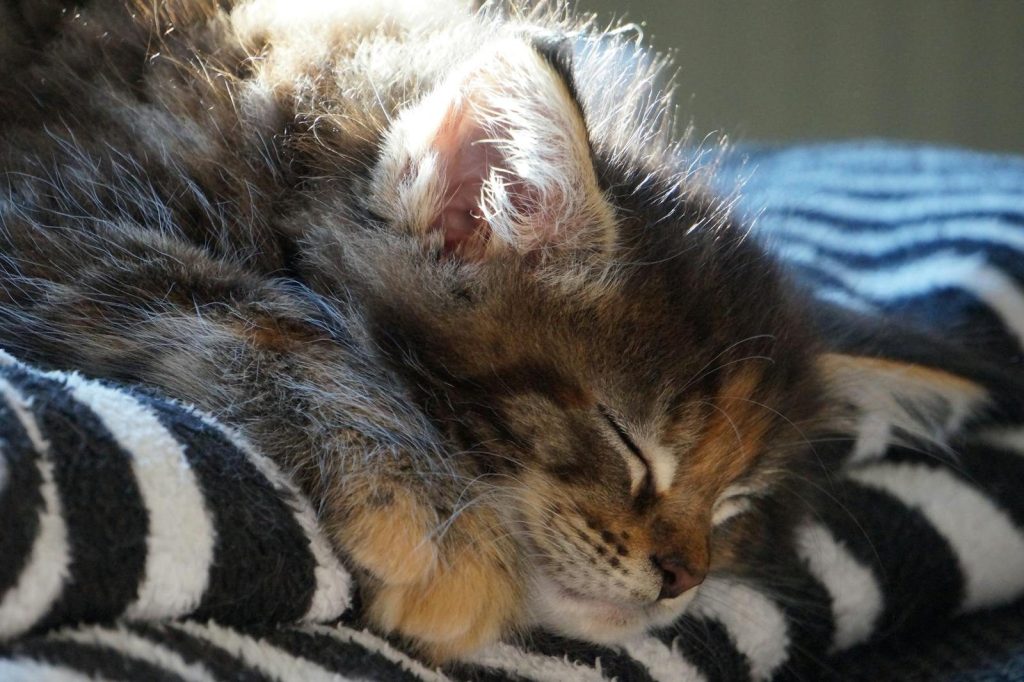 Close-up of a fluffy kitten sleeping soundly on a striped blanket in gentle sunlight.