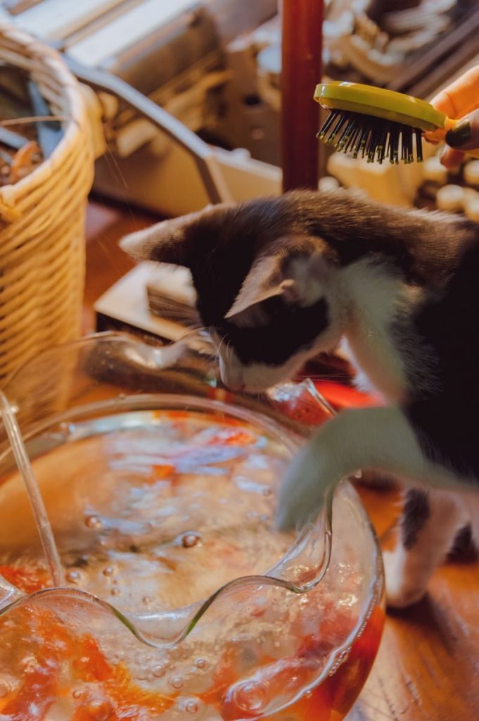 Charming scene of a kitten curiously pawing at a punch bowl indoors.