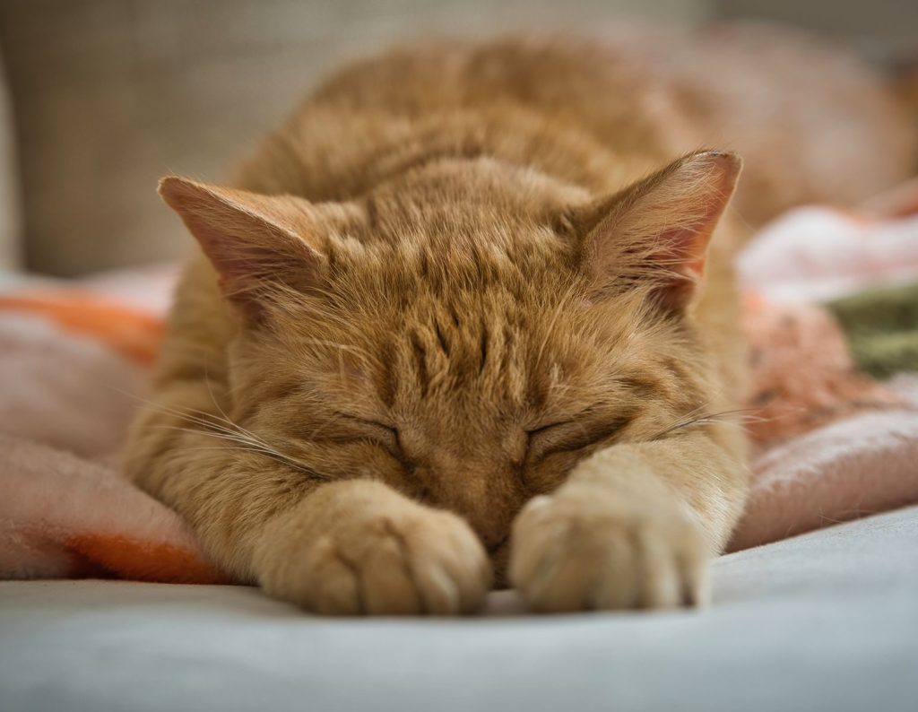 Close-up of a ginger cat peacefully napping on a soft bed indoors, eyes closed, looking serene and comfortable.