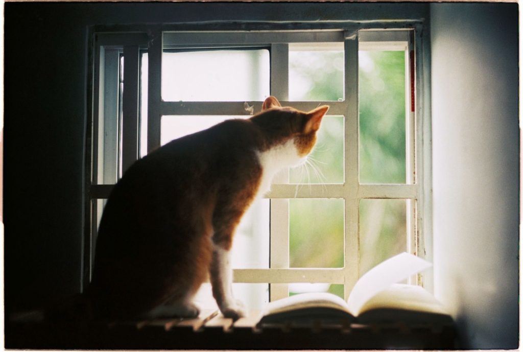 An orange cat gazes out a window, curiosity evident, with a book nearby.