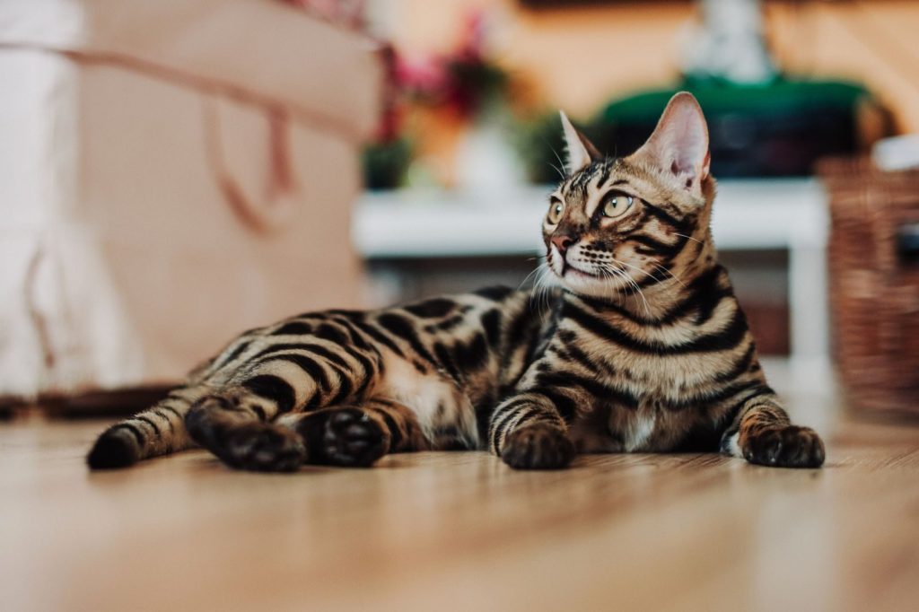 A Bengal cat with stunning markings lies on a wooden floor, gazing intently.