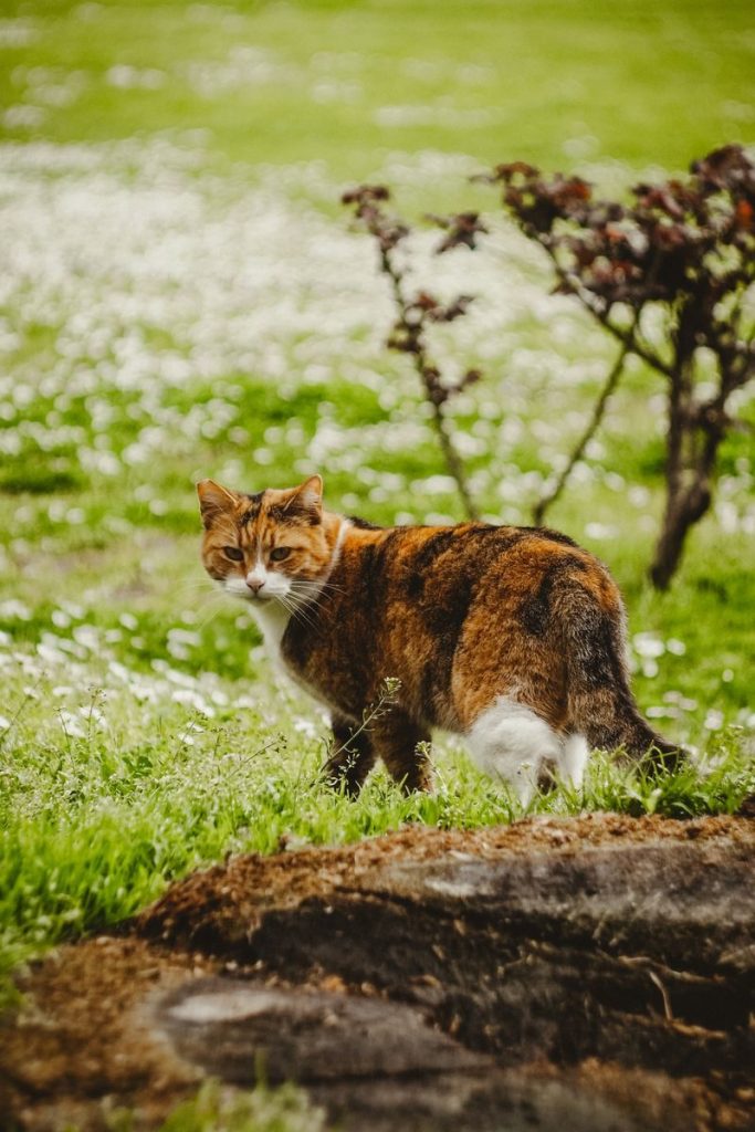 A calico cat strolling through lush green grass and white flowers in Budva, Montenegro.