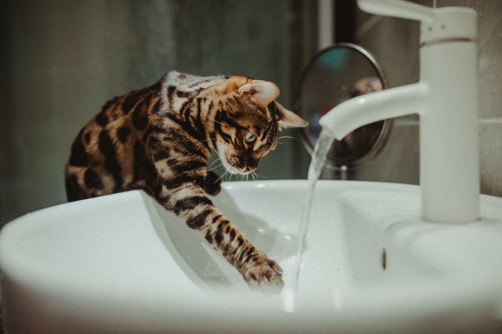 Curious Bengal cat playing with running water in a bathroom sink.