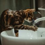 A Bengal cat curiously plays with water streaming from a bathroom faucet.